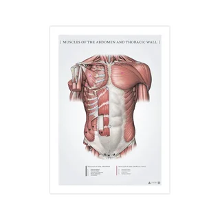 Músculos abdominais e peitorais superficiais - pôster de anatomia 50x70mm