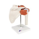 Modelo de ombro flexível com ligamentos e superfícies articulares coloridas