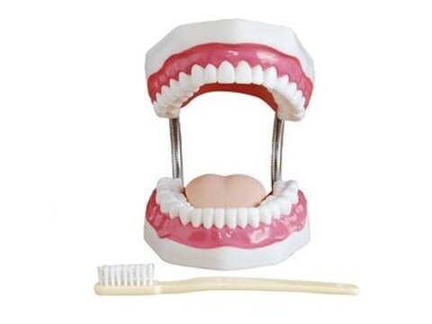 Modelos dentários - Anatômicos