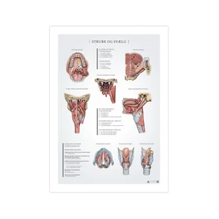 Pôster de anatomia da garganta e faringe, 50x70mm