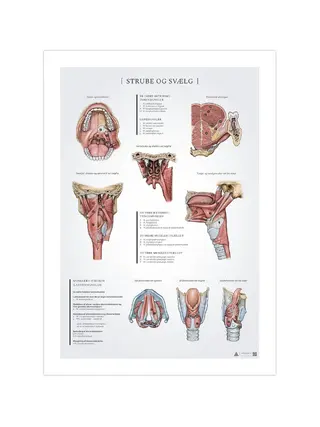 Pôster de anatomia da garganta e faringe, 50x70mm