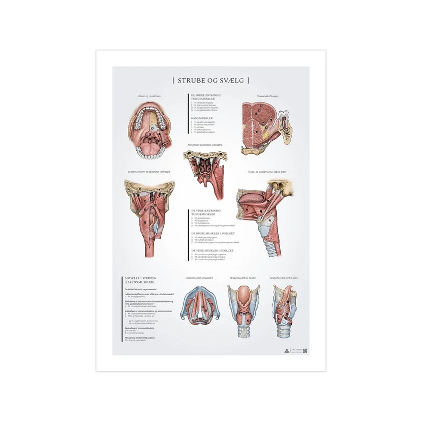 Pôster de anatomia da garganta e faringe, 50x70mm