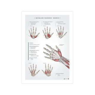 Pôster de anatomia dos músculos da mão, 50x70mm