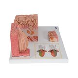 Microanatomia - língua