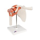 Modelo de ombro flexível com ligamentos e superfícies articulares coloridas