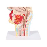Modelo anatômico de boca e garganta