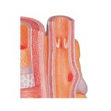 Microanatomia - artéria e veia