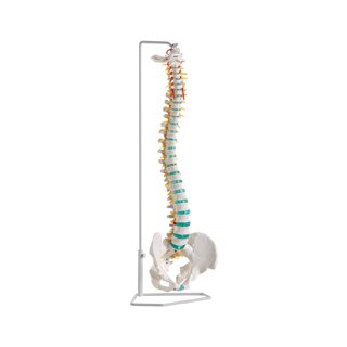 Modelo de coluna flexível
