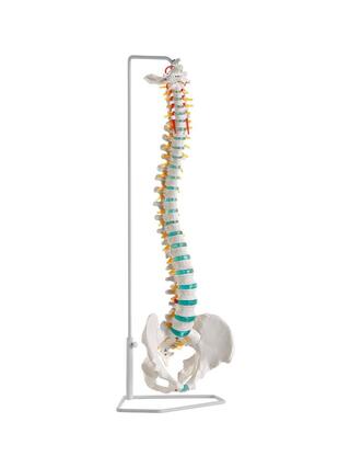 Modelo de coluna flexível