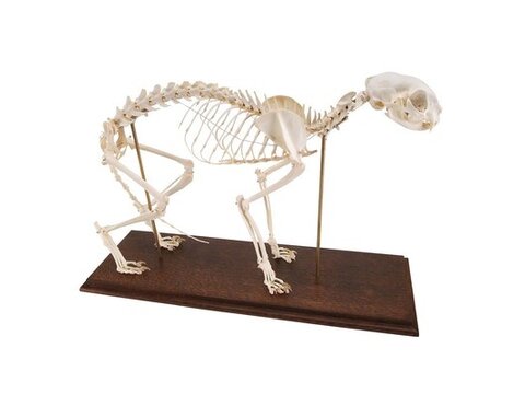 Modelos veterinários reais