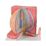 Microanatomia - língua