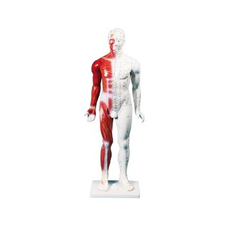 Figura de acupuntura chinesa, homem, 80 cm