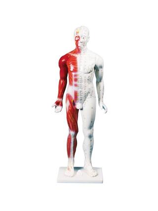 Figura de acupuntura chinesa, homem, 80 cm