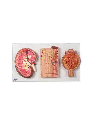 Rim, néfrons, vasos sanguíneos e corpúsculos renais em alívio geral