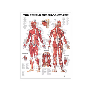 Músculos femininos - Pôster de anatomia 51x66 cm