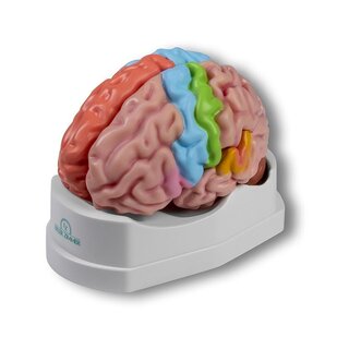 Modelo cerebral funcional e regional, tamanho real, 5 partes