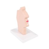 Modelo anatômico de boca e garganta