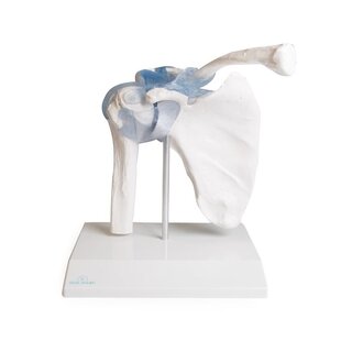 Articulação do ombro com ligamentos com suporte
