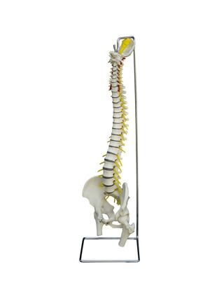 Coluna flexível