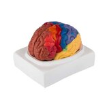 Modelo educacional de cérebro colorido em duas partes