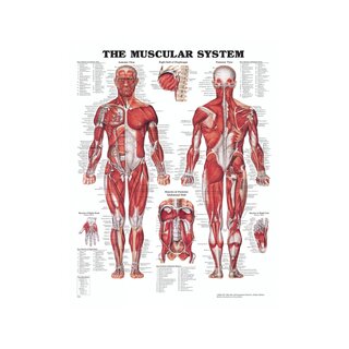 Quadro de anatomia - Músculos (O sistema muscular)
