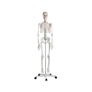 Modelo didático de esqueleto humano