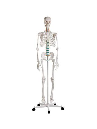 Modelo didático de esqueleto humano