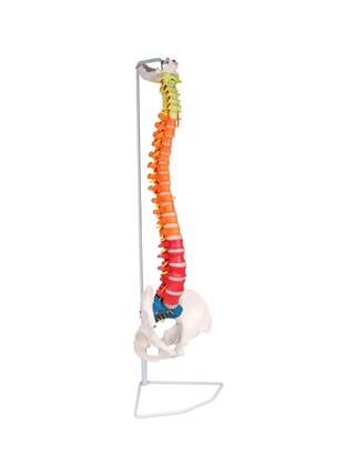 Coluna flexível didática