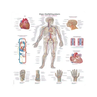 Pôster do sistema vascular, 50x70 cm