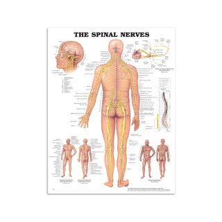 Quadro de anatomia - Nervos espinhais