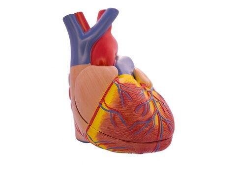 O coração e o sistema vascular