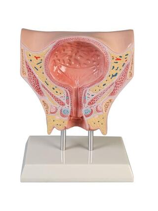 Modelo Anatômico de Bexiga Feminina