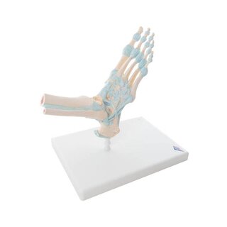 Esqueleto do pé com ligamentos
