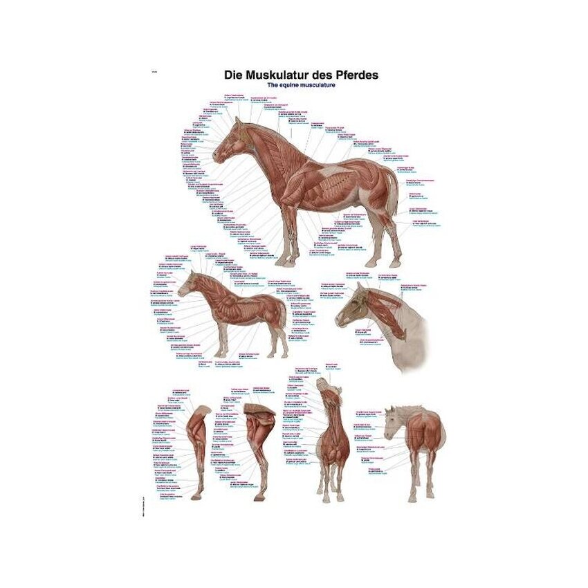 Pôster musculatura do cavalo 50x70 cm