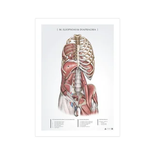 Pôster de anatomia - Iliopsoas e diafragma