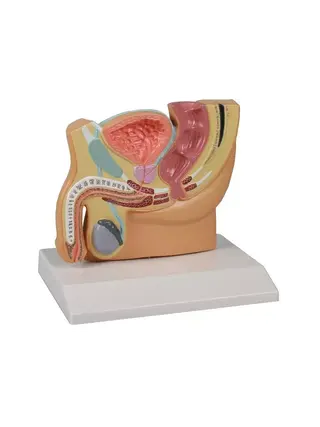Modelo de anatomia de secção pélvica masculina com PBH