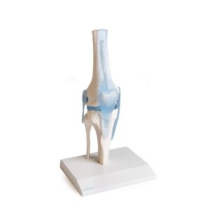 Articulação do joelho com ligamentos com suporte