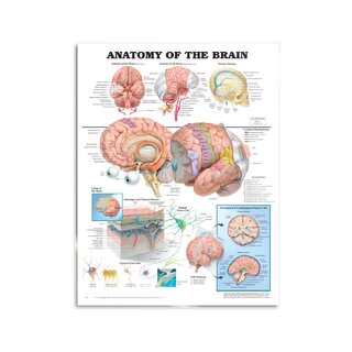 Pôster de anatomia do cérebro