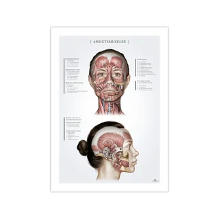Músculos faciais em mulheres, pôster de anatomia 50x70mm
