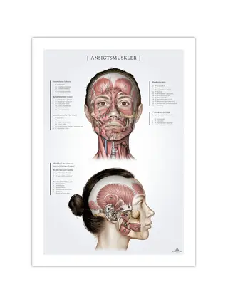 Músculos faciais em mulheres, pôster de anatomia 50x70mm