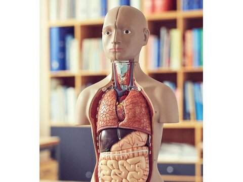 bonecas de órgãos de torso