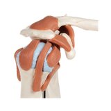 Modelo de ombro flexível com ligamentos e superfícies articulares coloridas