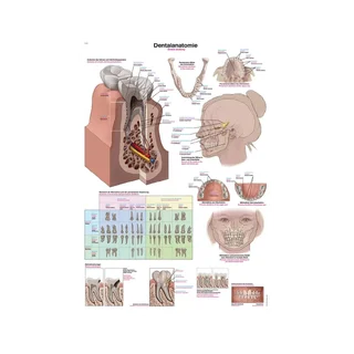Pôster Anatomia Dentária 50x70cm