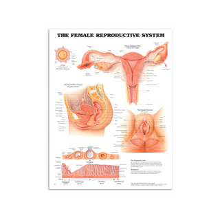 Pôster de genitália feminina