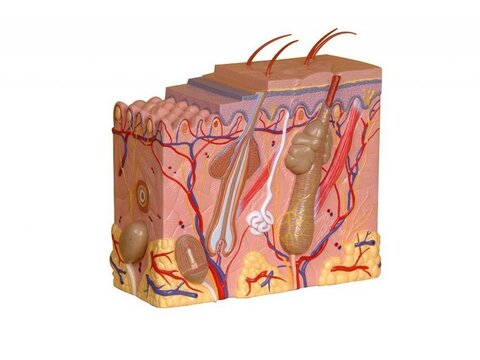 Anatomia da pele