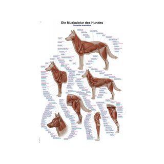 Pôster musculatura canina 50x70cm