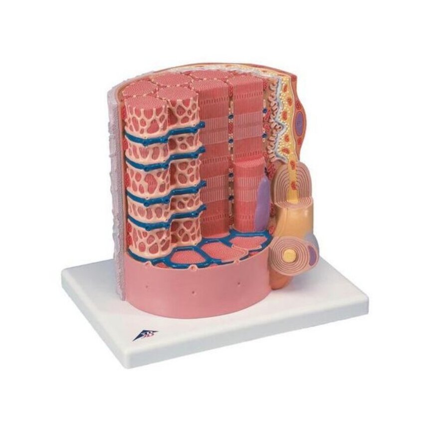 Modelo extremamente detalhado de uma fibra muscular