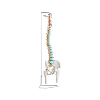 Coluna vertebral flexível com cabeças femorais