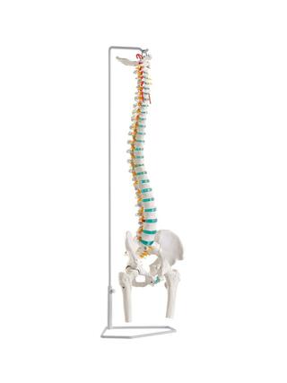 Coluna vertebral flexível com cabeças femorais