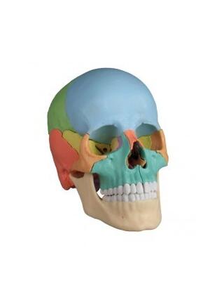 Modelo de crânio osteopático, 22 partes, versão didática